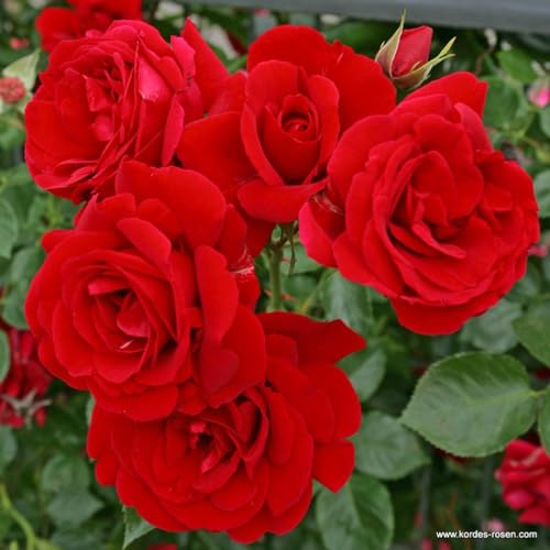 2 x Rose - Rosa 'Sympathie' Topf 25-30 cm - Die leidenschaftliche Kletterrose mit tiefroten, duftenden Blüten