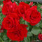 2 x Rose - Rosa 'Sympathie' Topf 25-30 cm - Die leidenschaftliche Kletterrose mit tiefroten, duftenden Blüten