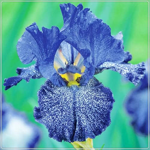 Iriszwiebeln, Blumenzwiebeln Garten, GartenblumenEleganz, Winterhart,Winterhart Mehrjährig,Balkon,Stauden,Bartiris,Iris,Schwertlilien-15zwiebeln-B