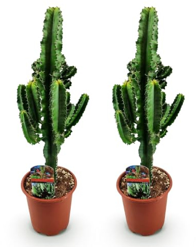 Green boutiQ - Zimmerpflanze - Euphorbia eritrea - Afrikanischer Milchbaum - Kaktus für drinnen - 2 Pflanze - Topf 17cm - Höhe 60cm