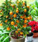 Ausverkauf!Obstzwerg Stehender Orangenbaum Flores Zimmerpflanze im Topf Gartendekoration Pflanze Kumquat Pflanzen Mandarine Zitrusfrüchte