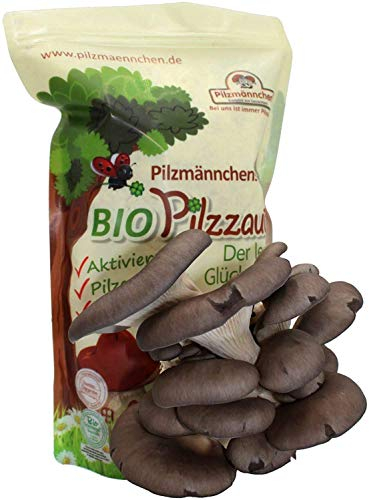 Bio Austernpilz Pilzzuchttüte - Pilzzauber selber züchten