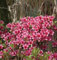 Japanische Azalee Silvester 20-25cm - Rhododendron obtusum - Zwerg Alpenrose