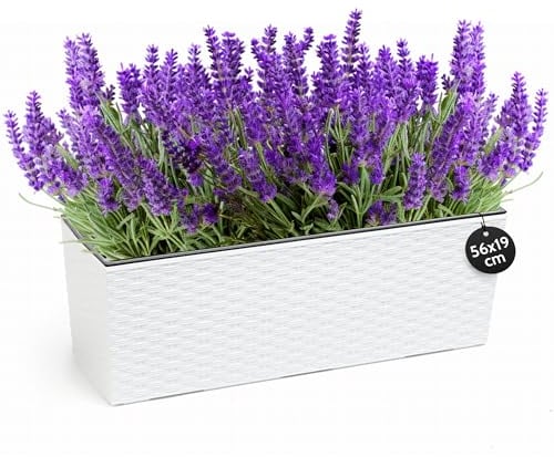 KONZEPT Jardinière rectangulaire de qualité supérieure, aspect rotin, blanche, 56 x 19 cm, jardinière de balcon, idéale pour balcon, terrasse, rebord de fenêtre