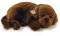 Perfect Petzzz Labrador Chocolate, der atmet the Breathing Puppy