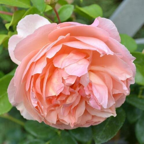 Rare China 's Baum Pfingstrose Samen Strauch-Pfingstrose Blumen Garten Dekoration Pflanze Gratis eine Vielzahl von Farben 20 Stück F01 Show In Picture rose