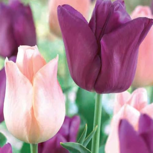 Pack of 6 Purple & Pink Tulip Bulbs - Stunning Varieties for Your Garden - Thrive in UK Climates - Easy-to-Grow Perennials - Create a Standout Landscape Feature