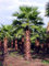 Washingtonia Robusta - Hardy l Mexican Fan Palm Tree - 10 Exotic Seeds: Only Seeds