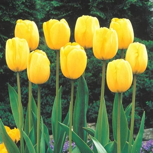 Lot de 10 bulbes de tulipes jaunes à planter – Jaune pur, vif et lumineux – Parfait pour les parterres de jardin, les bordures, les conteneurs et les plantations de masse