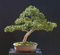 Japanische Eibe, Taxus Cuspidata Capitata, 30 Baumsamen (Evergreen, Topiary)