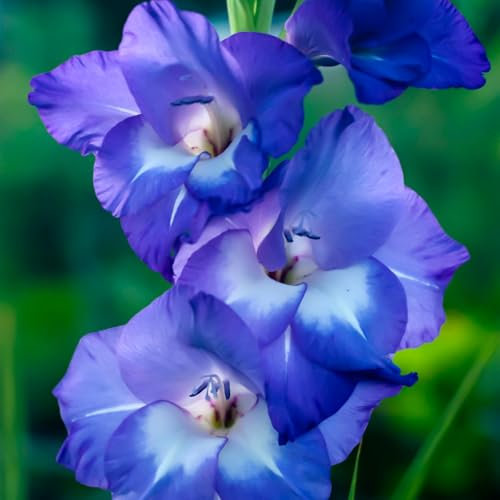 Bulbo De Gladiolo-Planta De Gladiolos,Gladiolos Bulbos,Gladiolus Tristis,Plantar En Macetas-3Bulbos-c
