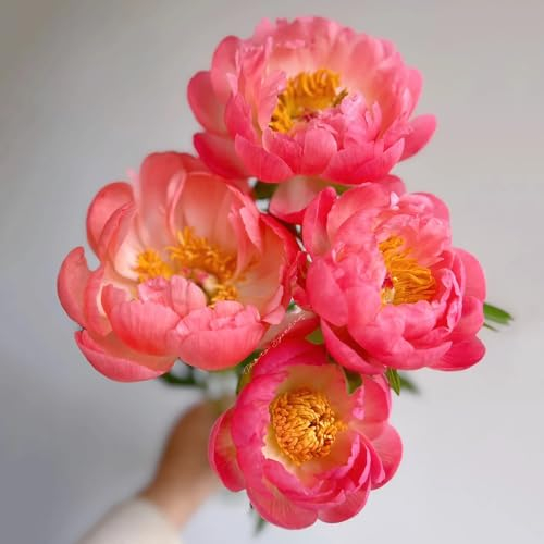 2 pcs Pfingstrosen Zwiebeln Winterhart, Exotische Pflanzen Winterhart Peony Bulb, Winterfeste Pflanzen Für Balkon Blumendeko Blumenwiese Pflanztopf Pflanze FrüHlingsblumen Zwiebeln,