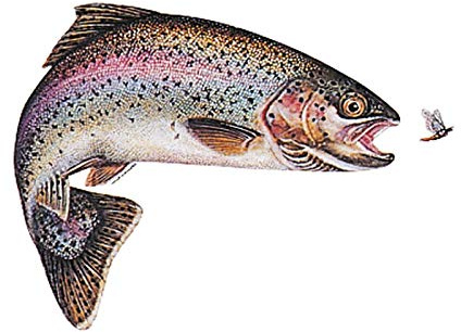 Aufkleber Regenbogenforelle klein