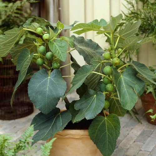 80 Pcs Feigenbaum Winterhart Samen, Feigen, Feige Winterfeste Pflanzen Für Balkon, Deko Obst, Ficus Carica, Winterharte Balkonpflanzen, Pflanzen Züchten Winterharte Pflanzen Für Garten,