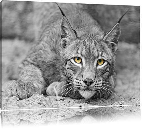 Pixxprint schöner wachsamer Luchs B&W, Größe: 60x40cm, Leinwandbild, fertig gespannt, Wandbild, Dekoration, Kunstdruck, kein Poster