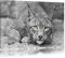 Pixxprint schöner wachsamer Luchs B&W, Größe: 60x40cm, Leinwandbild, fertig gespannt, Wandbild, Dekoration, Kunstdruck, kein Poster