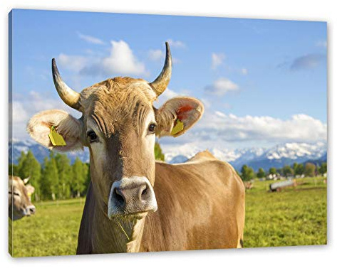 Pixxprint Neugierige Kuh auf Weide im Allgäu, Größe: 100x70cm, Leinwandbild, fertig gespannt, Wandbild, Dekoration, Kunstdruck, kein Poster