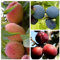 Trio Multi Fruit Tree Pfirsich Rekord von Alfter Pflaumen The Czar und Königin Viktoria