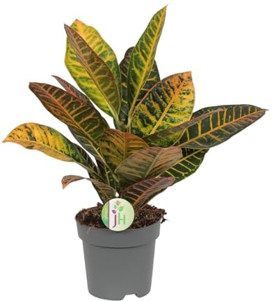 Wunderbusch - Croton Codiaeum Petra Höhe 45cm Topfgröße 17cm