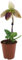 Fangblatt - Paphiopedilum sukhakulii Hybride - Frauenschuhorchidee - Topfpflanze im Ø 8 cm Topf - blühende Orchidee