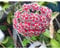 HOYA PUBLICALIX FIORE DI CERA VASO 12CM Perenni