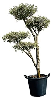 Tropictrees Olea Europea Plato - Olivenbaum pon pon, Stammumfang 20-25cm A+