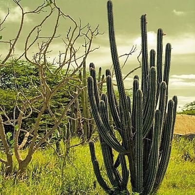 Semi Messicano Organ Pipe Cactus (Stenocereus Griseus) 40 + Semi:Seeds Only
