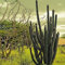 Semi Messicano Organ Pipe Cactus (Stenocereus Griseus) 40 + Semi:Seeds Only
