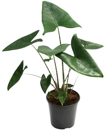 Alocasia Zebrina - 70-80cm - Ø21cm - Zimmerpflanze - Immergrün