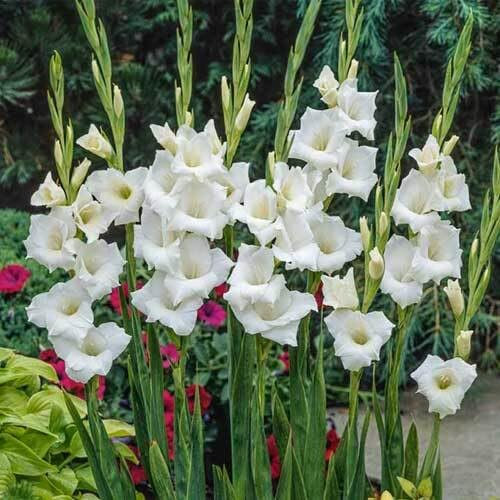 Gladiolen-Blumensamen, 100 Stück, weiß