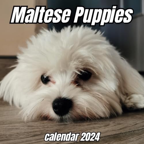Maltese Puppies Calendar 2024: 14 Months Organizer For Home & Office , Mens , Womens , kids