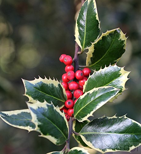 Hochstamm Weißbunte Stechpalme Ilex Argentea Marginata 100-125cm - ilex aquifolium