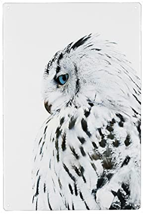 artboxONE Metall-Poster 20x30 cm Natur White Owl von Künstler WArtDesign