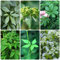 400 Pcs Jiaogulan Kraut Samen - Gynostemma Pentaphyllum - Indoor Kräutergarten, Gemüsesamen & -Pflanzen Jiaogulan Pflanze Samen, Winterfeste Pflanzen Für Balkon, Wintergemüse Samen