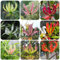 5 pcs Flammenlilien - Zwiebeln Kleine Geschenke Zwiebel Wildblumen Gloriosa superba Kräutergarten Blumenzwiebeln Winterhart Bonsaibecken Luftreinigung Zimmerpflanzen Pflanze Kälteresistente