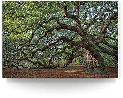 BilderKing Wandbild Baum Alte Eiche - 150cm x 100cm Leinwand auf 4cm Keilrahmen