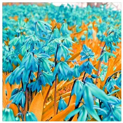 Lebende Pflanzen,Mehrjährige Blumenzwiebel ist winterhart, Winterhart pflanzen, Mysteriöse magische Glühbirne, Blumenzwiebel Mix-1 Pflanzen Zwiebeln SchneeglöCkchen