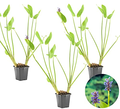Bloomique - Lot de 3 - Pontederia Cordata - Jacinthe d’eau - Pontédérie - Plantes de bassin - Plantes aquatiques - Rustique - Hauteur 10-20 cm - Pot 9 cm