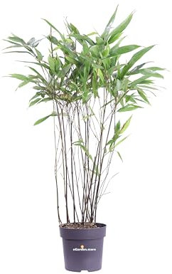 Pianta di Bamboo pianta di Phyllostachys pianta da esterno pianta di Bambu ornamentale pianta da giardino pianta vera di Phyllostachys venduta da eGarden.store (Phyllostachys Nigra v.14 cm)