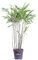 Pianta di Bamboo pianta di Phyllostachys pianta da esterno pianta di Bambu ornamentale pianta da giardino pianta vera di Phyllostachys venduta da eGarden.store (Phyllostachys Nigra v.14 cm)
