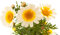 Speise-Chrysantheme 'Tiger Ear' Chrysanthemum coronarium 50 Samen