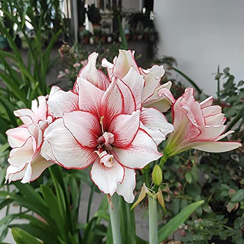 FStening 2 Stück Rote Weiße Einzigartige Blütenblätter Amaryllis Zwiebel Hippeastrum Gepflanzt In Outdoor Gärten Bilden Standard Gartenlandschaft