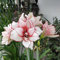 FStening 2 Stück Rote Weiße Einzigartige Blütenblätter Amaryllis Zwiebel Hippeastrum Gepflanzt In Outdoor Gärten Bilden Standard Gartenlandschaft