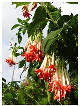 Pcs - 30x Fuchsia Boliviana Red Bush Garden Plants - Seeds ID1348 & Plants Shop by Ipsa