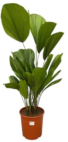 Exotenherz Palma gigante - Licuala grandis - Palma d'appartamento - altezza ca. 90 cm