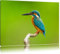 Pixxprint Kleiner Eisvogel, Größe: 60x40cm, Leinwandbild, fertig gespannt, Wandbild, Dekoration, Kunstdruck, kein Poster