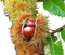 Esskastanie/Edelkastanie -Castanea sativa- 8 große Samen