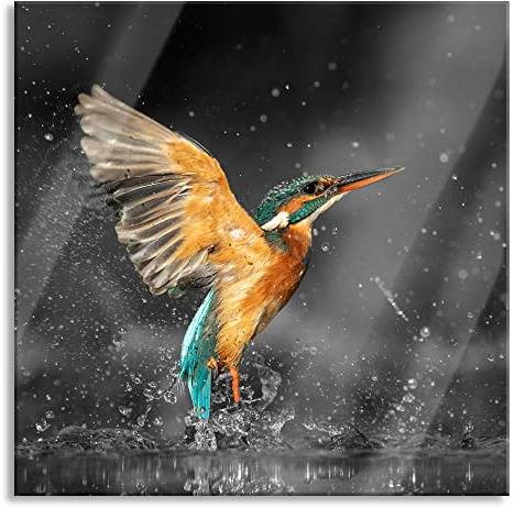 Pixxprint Glasbild, Wandbild auf Echtglas, Eisvogel auf der Jagd nach Fischen B&W Detail, 80x80 cm, inkl. Aufhängung und Abstandshalter