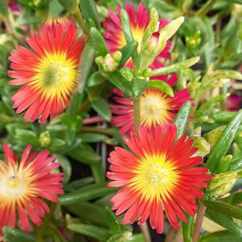 Pianta vera di Delosperma Suntropics Red - Diametro Vaso Ø 14 cm