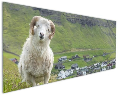 Wallario Küchenrückwand aus Glas 125 x 50 cm, Motiv: Wildes Schaf in der Natur | Spritzschutz abwischbar & pflegeleicht